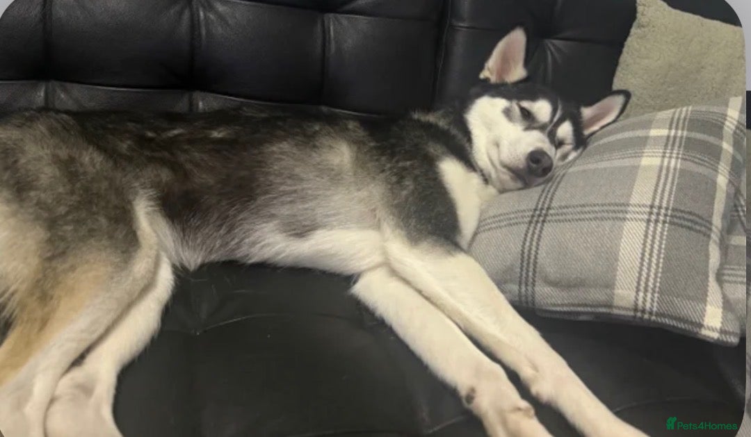 Siberian Husky dogs for sale: Siberian husky  - Advert 9