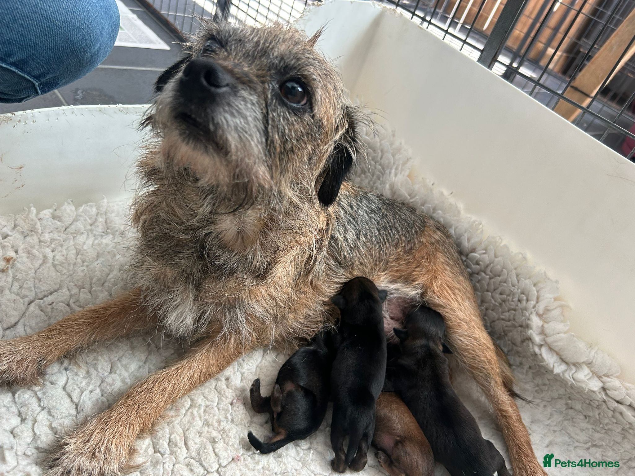 Border Terrier dogs Kc registered female border terriers  - Advert 16