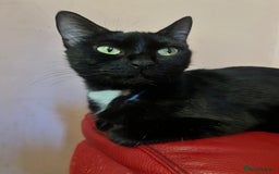 American Shorthair cats for sale: Cute 4 little females ready to go to new home - Image 13