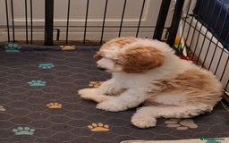 Cavapoo dogs for sale: One beautiful boy left - Image 3