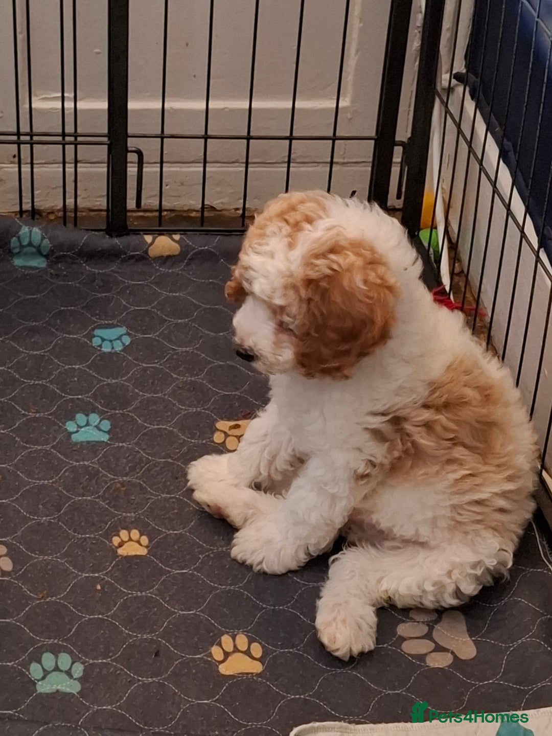 Cavapoo dogs for sale: One beautiful boy left - Image 3
