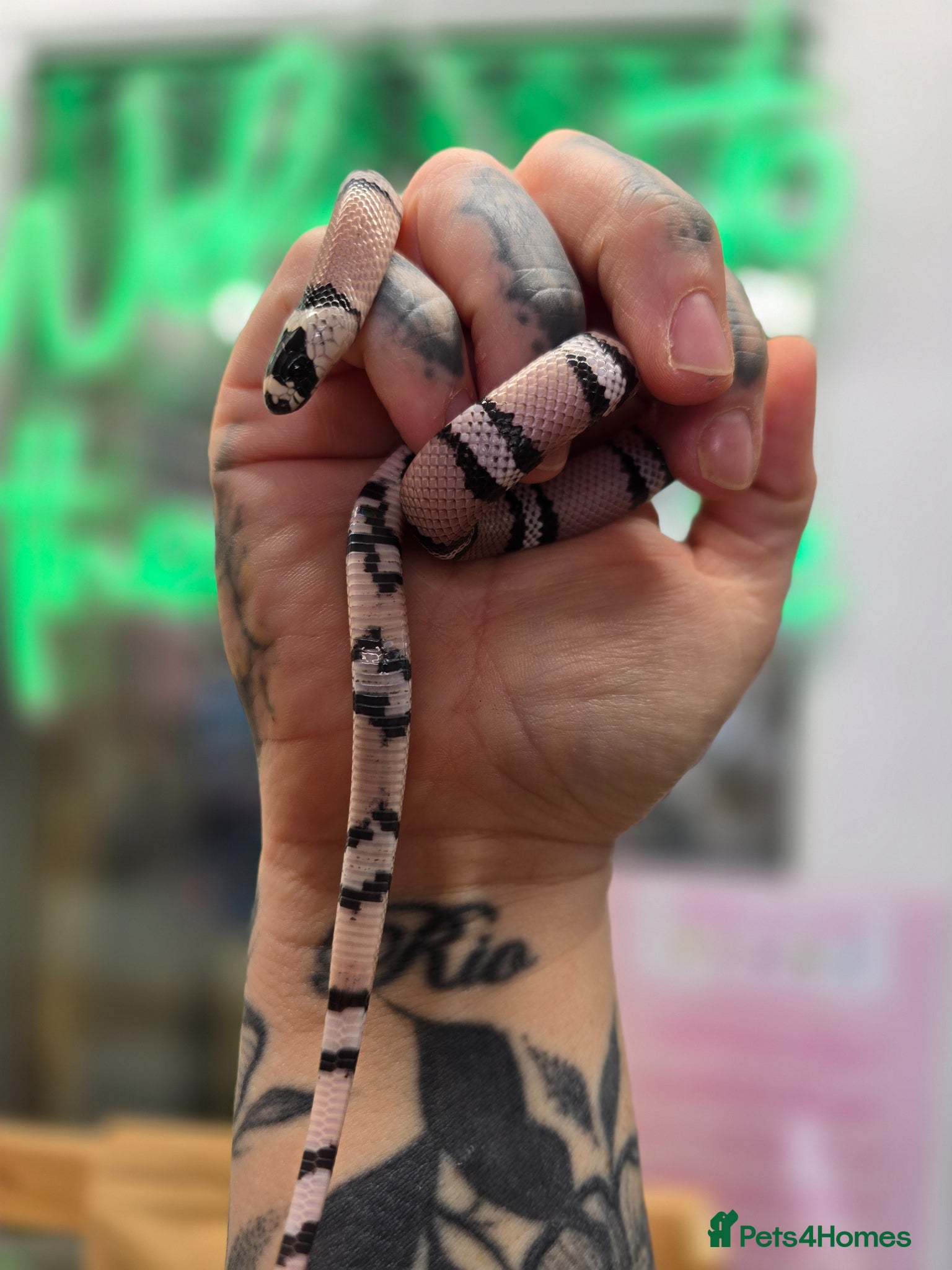Milk Snake reptiles Mixed morphs Honduran milk snakes  - Advert 1