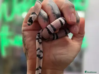 Milk Snake reptiles Mixed morphs Honduran milk snakes - Advert 4