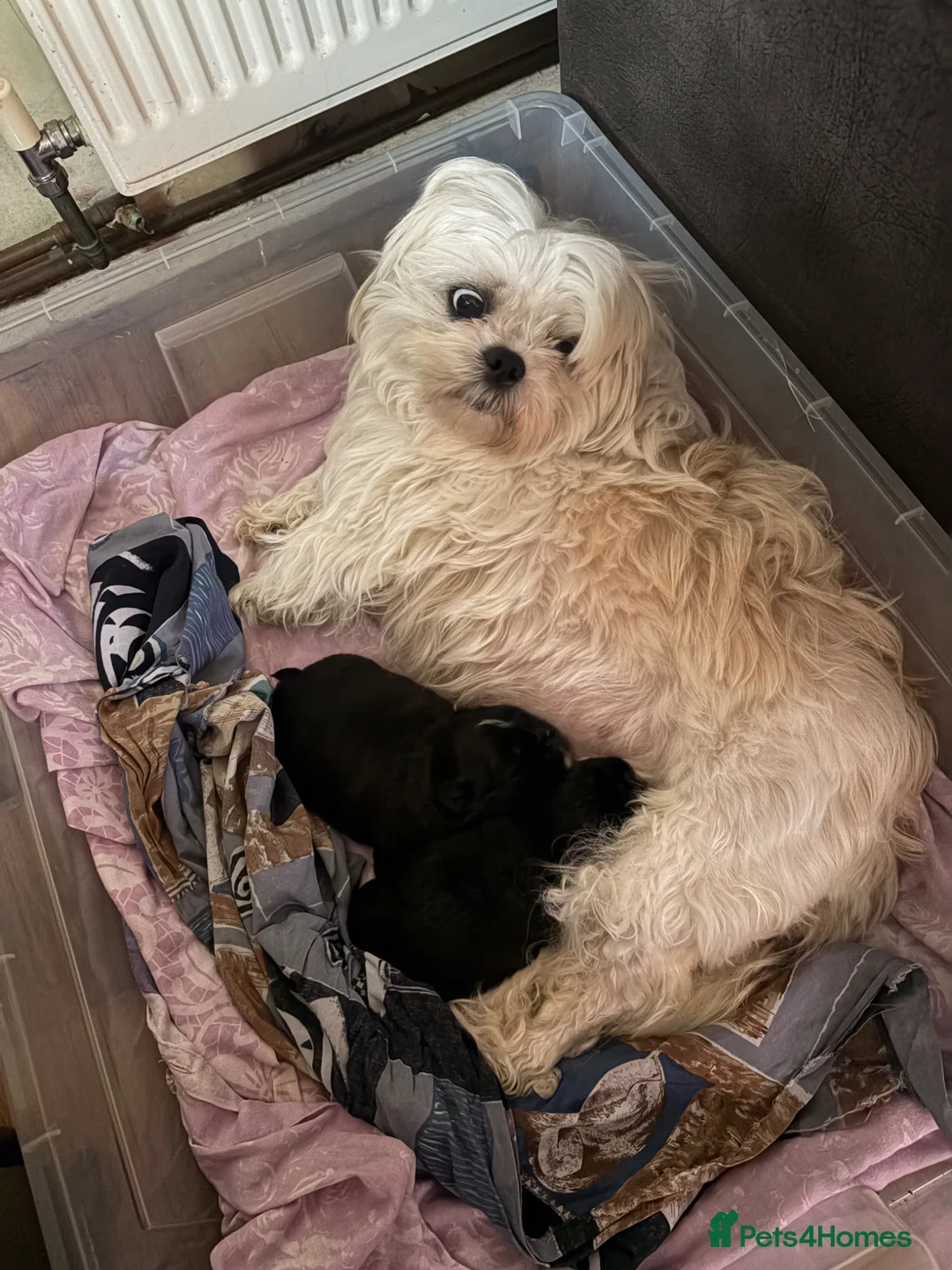 Mixed Breed dogs for sale: Shih Tzu Brussel Griffin Cross - Advert 1