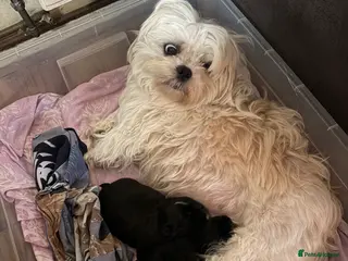 Mixed Breed dogs Shih Tzu Brussel Griffin Cross - Advert 1