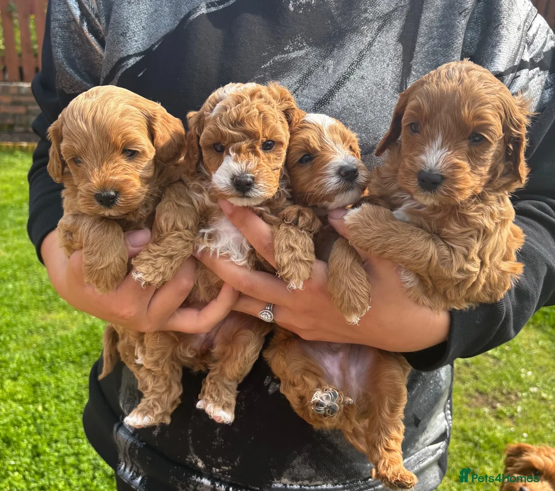 Jackapoo dogs for sale: Gorgeous F1B Jackapoo - Advert 14