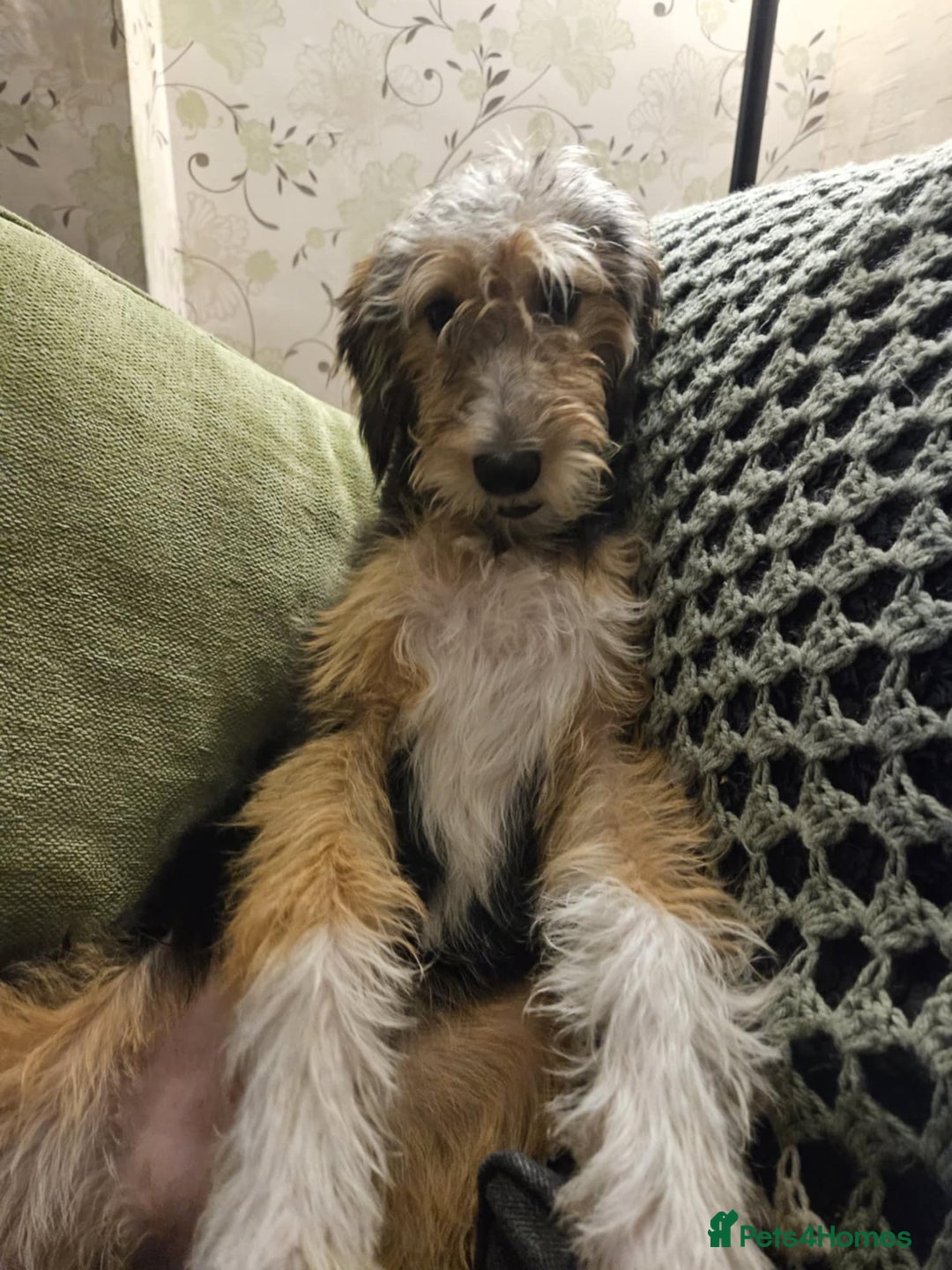 Bedlington Terrier dogs for sale: Bedlington whippet x bedlington terrier  - Advert 7