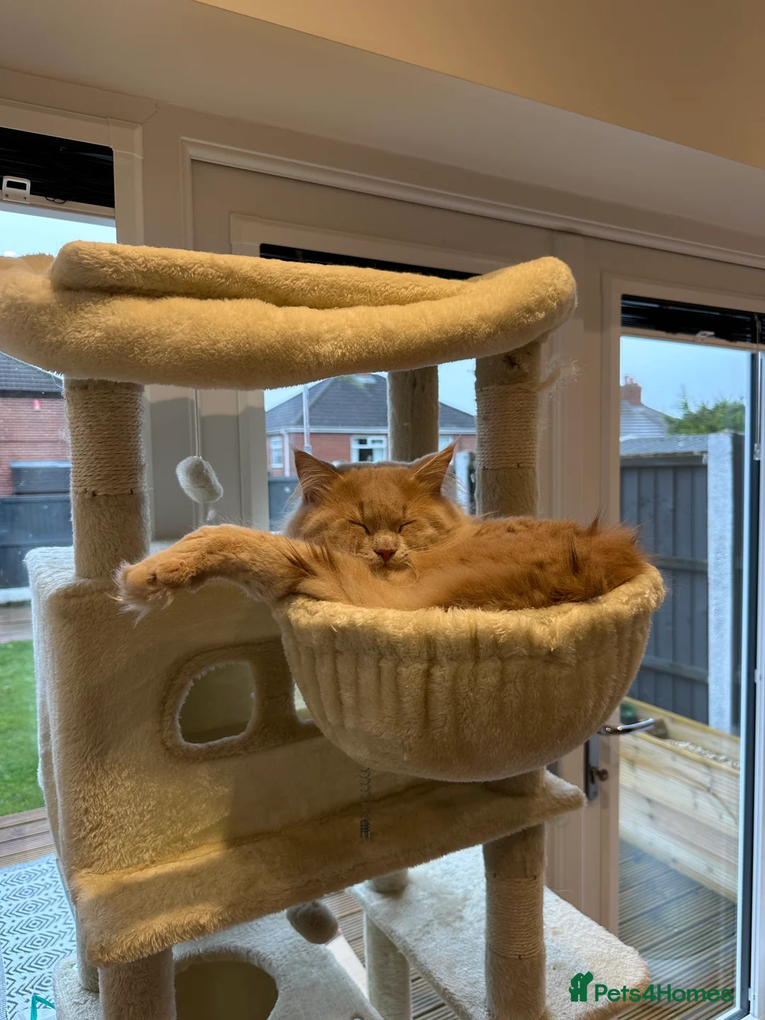 Mixed Breed cats for sale: British Short Hair x Maine Coone in Stoke-on-Trent - Advert 12