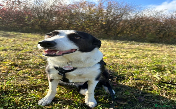 Border Collie dogs - Advert 1