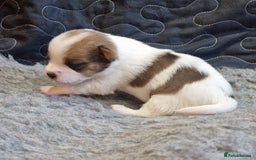 Jack Russell dogs for sale: kC Reg Jack Russell Pups, DNA Health Tested - Image 11