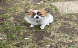 German Spitz dogs for sale: German spitz - Image 3