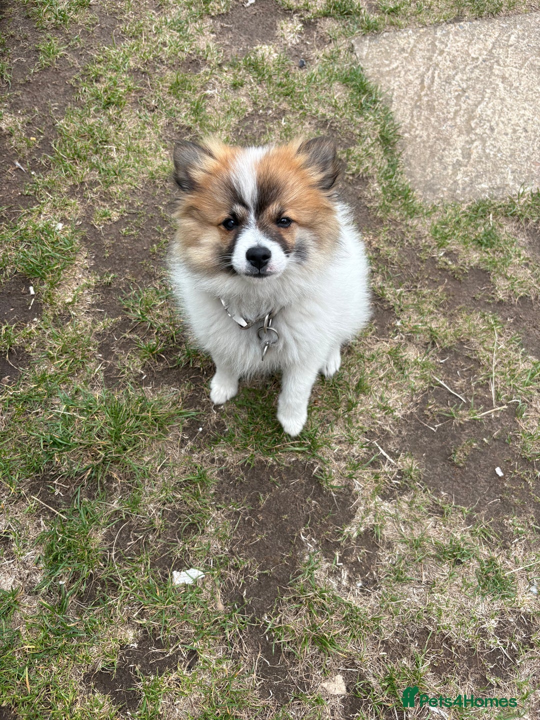 German Spitz dogs for sale: German spitz - Image 3
