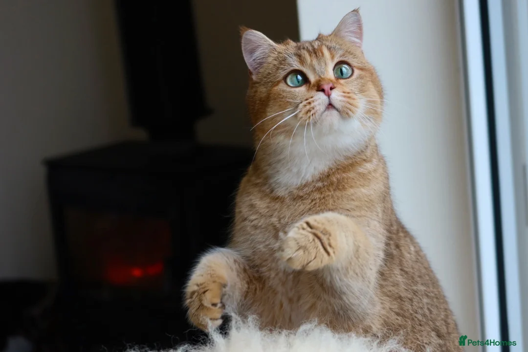 British Shorthair cats for sale: Ready Now Stunning Golden Girl British Shorthair - Advert 9