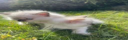 Ragdoll cats for sale: 🐾 Beautiful Ragdoll Girls rare colours 🐾 - Advert 14