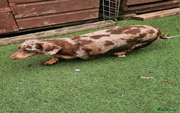 Miniature Dachshund dogs for sale: Proper miniature dachshunds  - Image 3