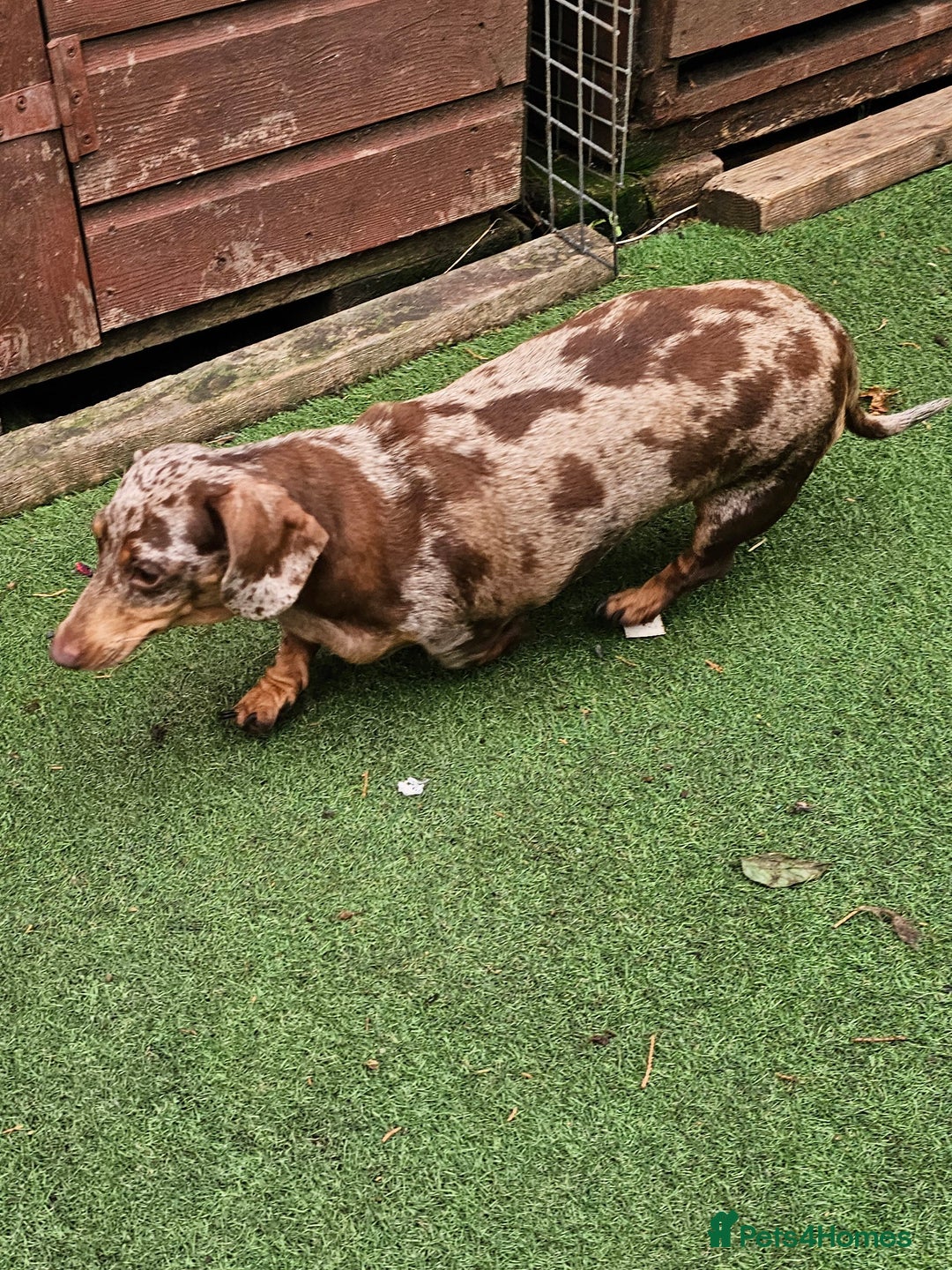 Miniature Dachshund dogs for sale: Proper miniature dachshunds  - Image 3