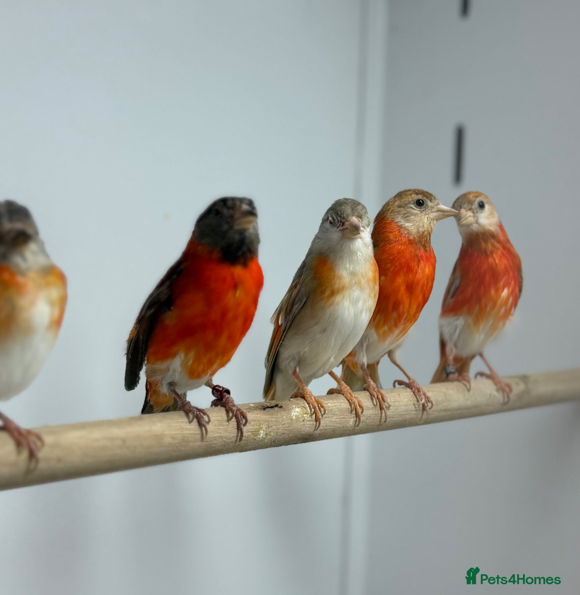 Finches birds Red siskins - Advert 3