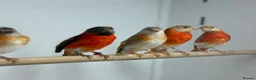 Finches birds for sale: Red siskins - Advert 1