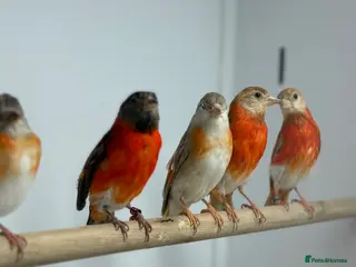Finches birds Red siskins - Advert 3
