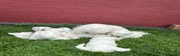 Bichon Frise dogs for sale:     🐶 6 Adorable Puppies Looking for a Home - Advert 13