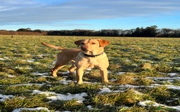 Labrador Retriever dogs for sale: Labrador puppies in Shaftesbury - Image 2
