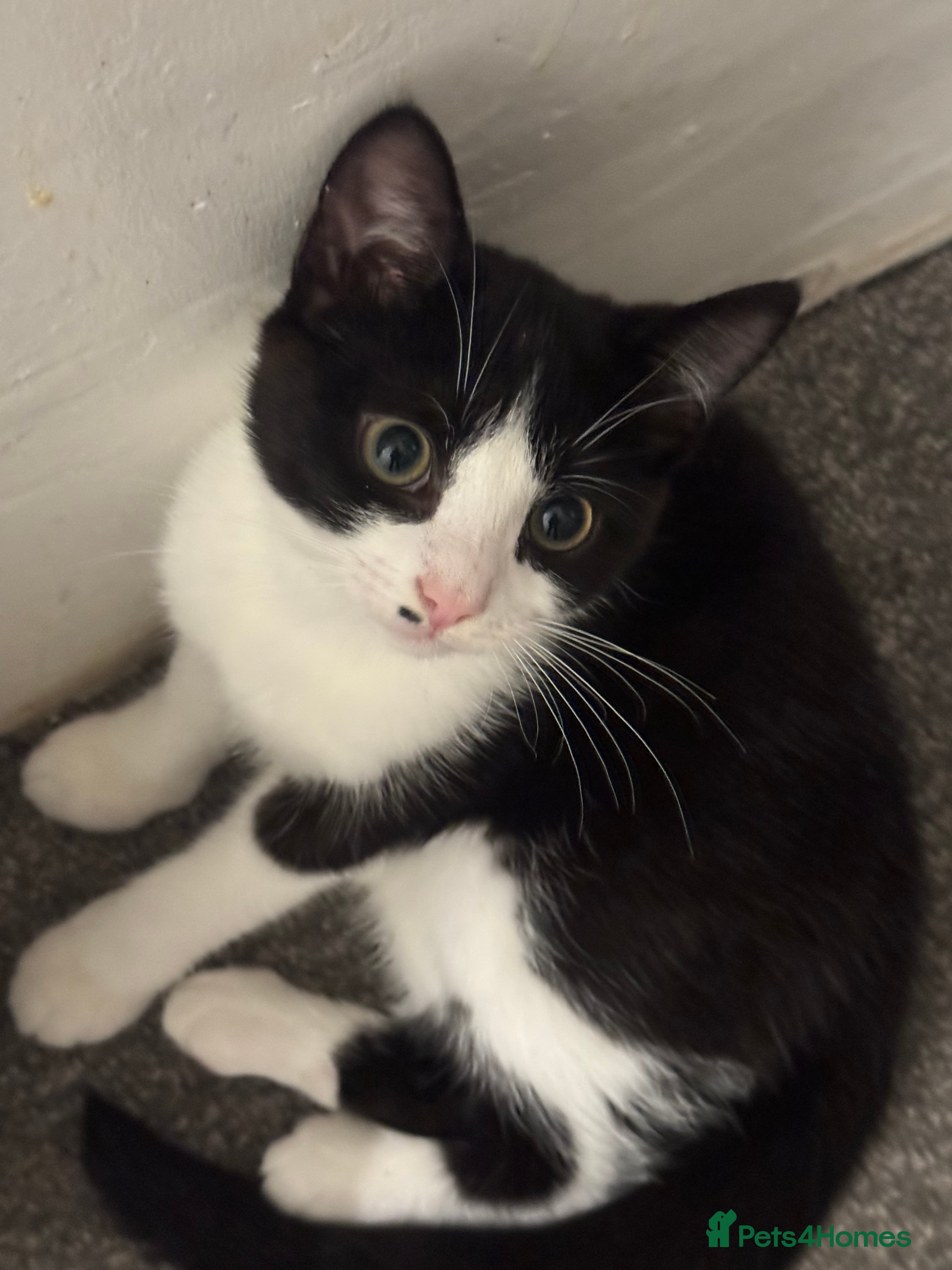 Mixed Breed cats Joy for sale  - Advert 20