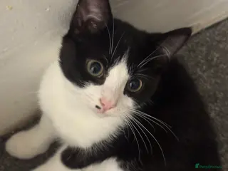 Mixed Breed cats Joy for sale - Advert 20