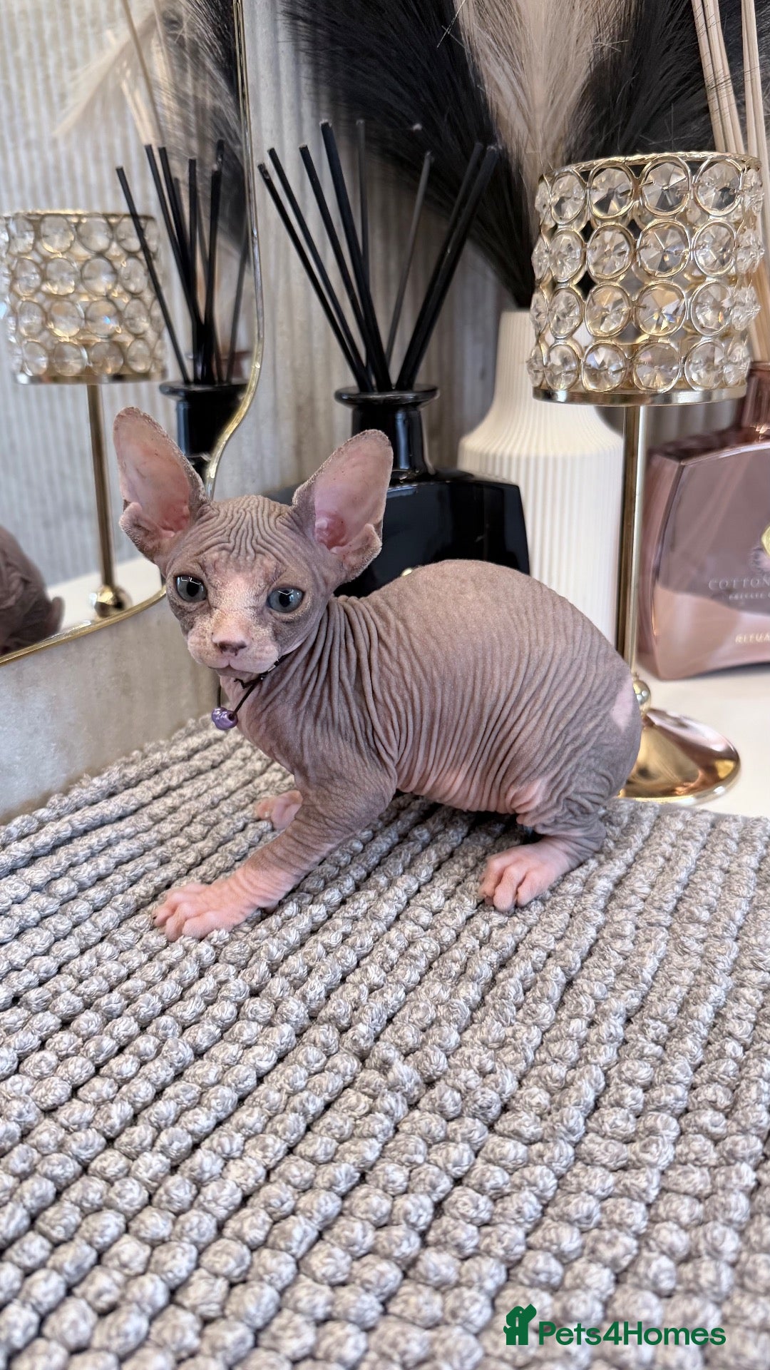 Sphynx cats Last 2 Females ❤️🌺Ready to go !Weekend!!🌺 - Advert 3