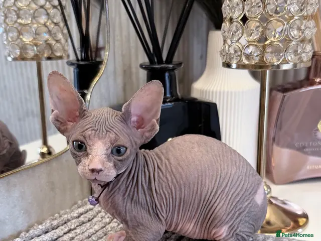 Sphynx cats Last 2 Females ❤️🌺Ready to go !Weekend!!🌺 - Advert 3
