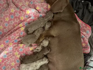 Miniature Dachshund dogs Miniature Dachshund adorable Puppies ❤️ - Advert 1