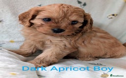 Cavapoo dogs for sale: Stunning Cavapoo puppies, Red. Apricot and Phantom - Image 7