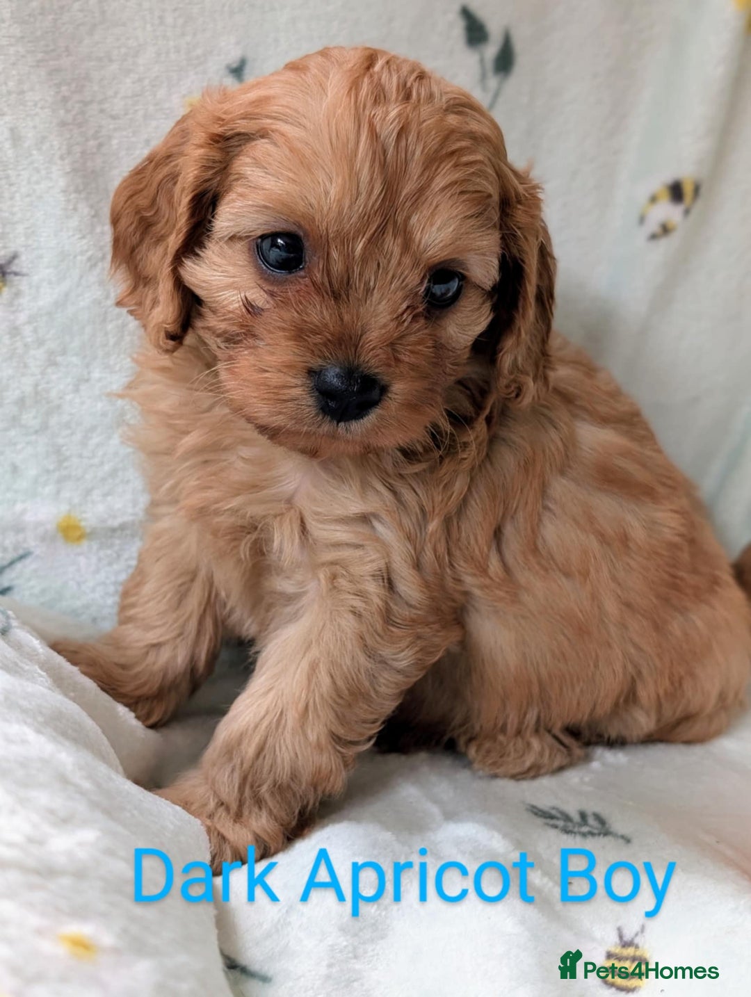 Cavapoo dogs for sale: Stunning Cavapoo puppies, Red. Apricot and Phantom - Image 7