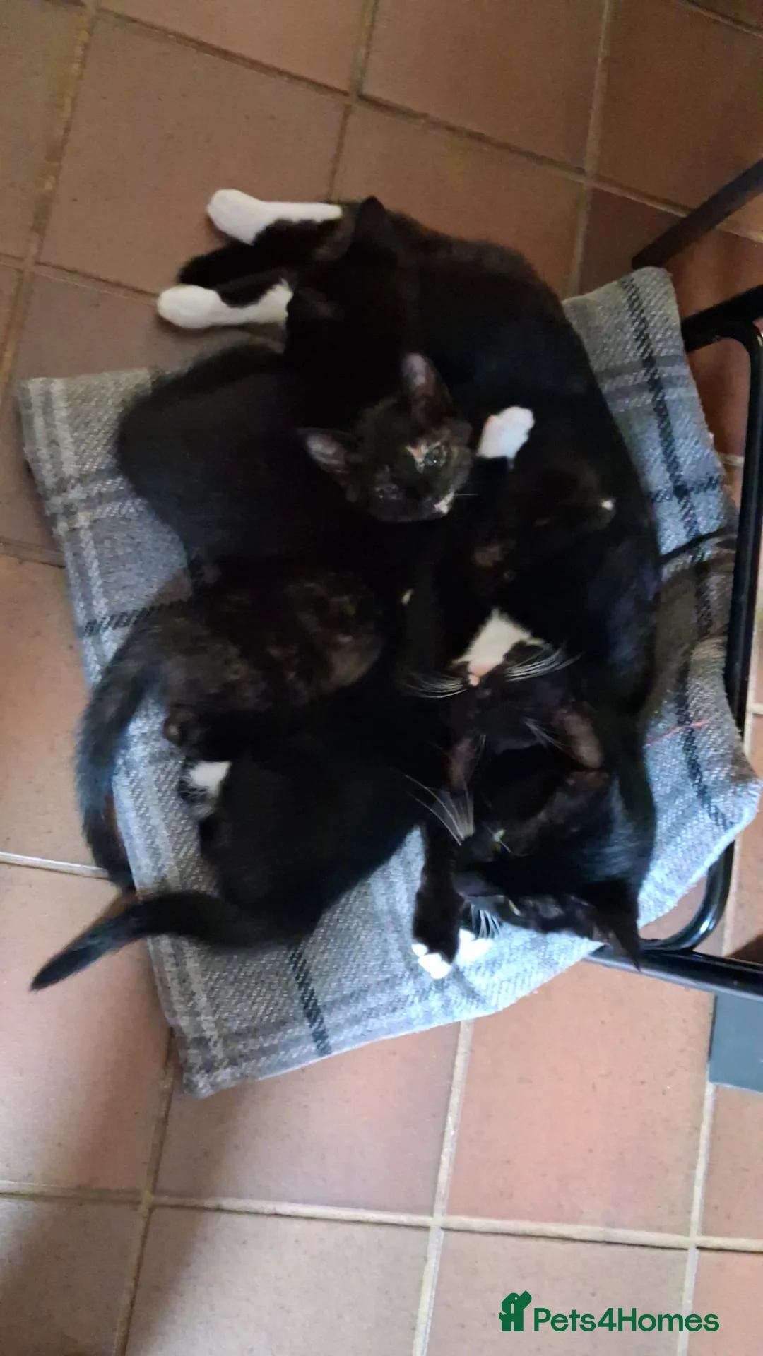 Mixed Breed cats for sale: Kittens for sale  - Advert 8