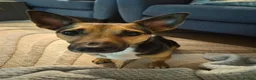 Jack Russell dogs for sale: Gus: Affectionate Jack Russell Seeks Loving Home - Advert 23
