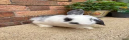Mini Lop rabbits for sale: 1 male mini lop remaining 20 weeks old  - Advert 3