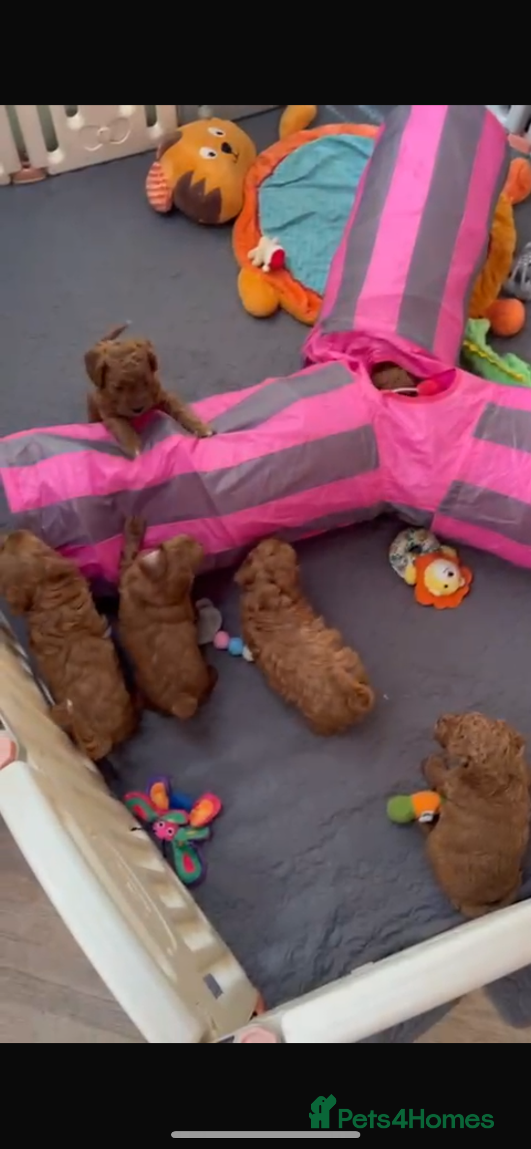 Cavapoo dogs for sale: Merlesque 5⭐️⭐️⭐️⭐️⭐️F1b Cavapoo’s  - Image 7