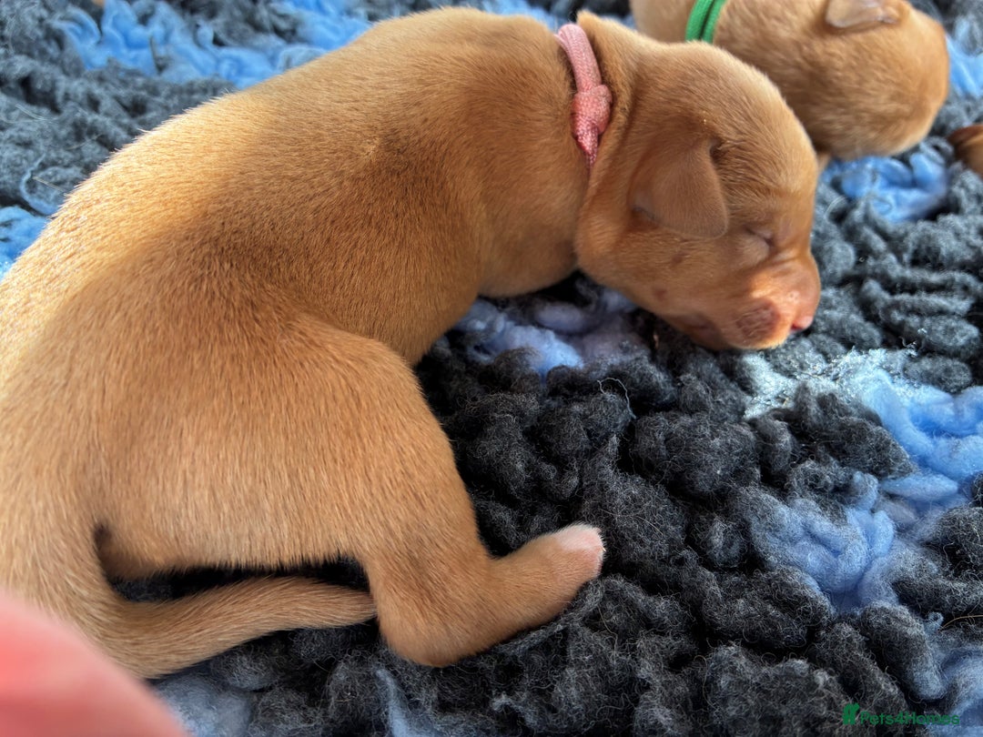 Labrador Retriever dogs for sale: Fox Red Labrador Pups, Health tested parents - Image 12