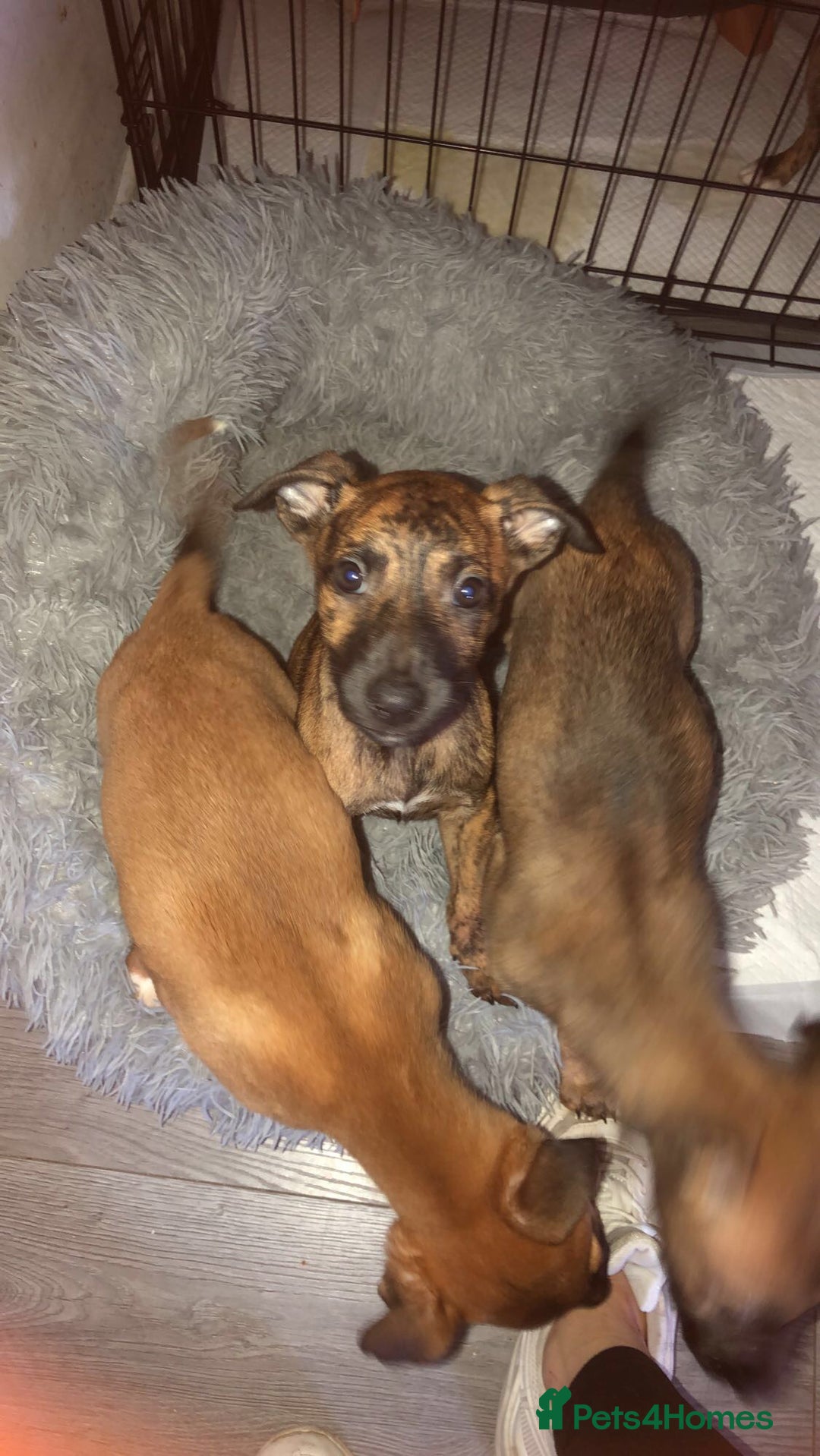 Mixed Breed dogs for sale: Lurcher/greyhound puppies - Image 2