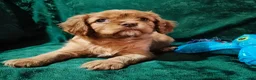 Cavalier King Charles Spaniel dogs for sale: 🤎 RKC registered Chocolate Cavaliers 🤎 - Advert 3