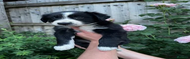 Border Collie Puppy 2