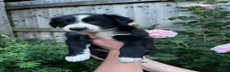 Border Collie dogs for sale: Border collie puppies - Advert 2