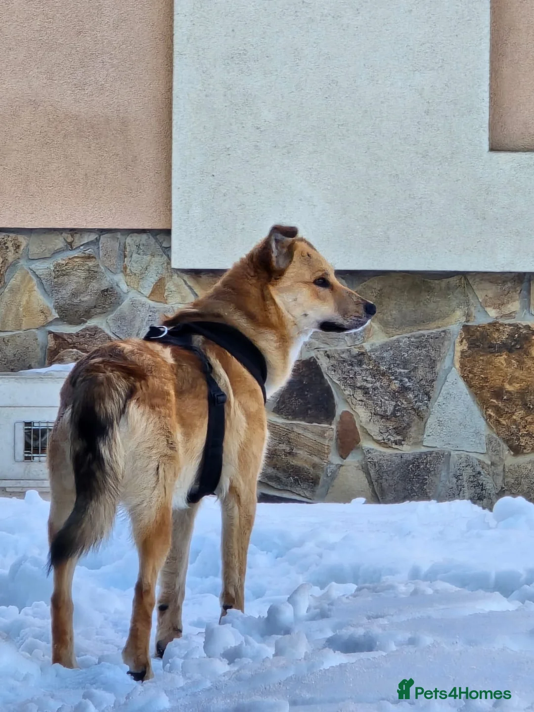 Mixed Breed dogs for adoption: 💙Yanik💙 1,5 yo low medium boy with an open heart - Advert 10