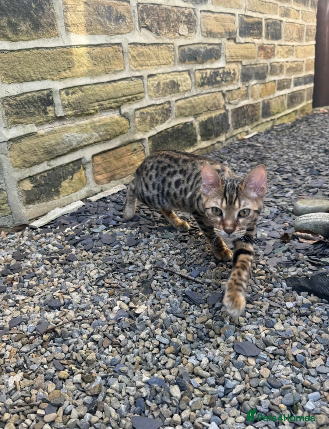 Bengal cats for sale: 2 beautiful Bengal kittens for forever home - Image 3