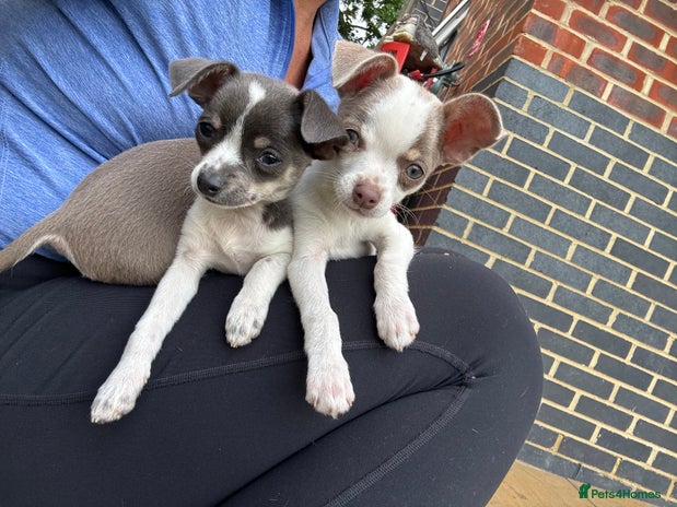 Chihuahua dogs - Advert 6