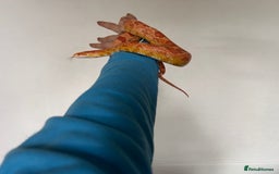 Snake reptiles for sale: Corn snake with equipment  - Image 3