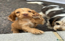 Cocker Spaniel dogs for sale: Gorgeous show cockers  - Image 4
