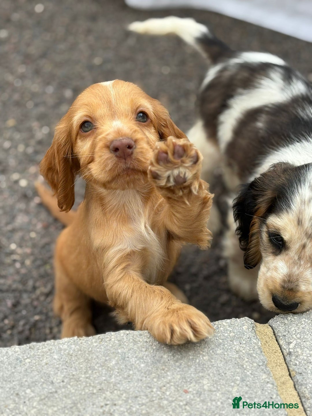 Cocker Spaniel dogs for sale: Gorgeous show cockers  - Image 4