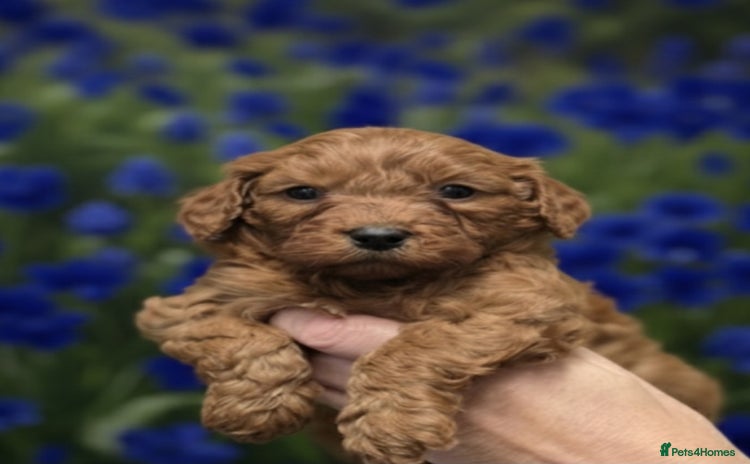 Cavapoo dogs - Advert 8