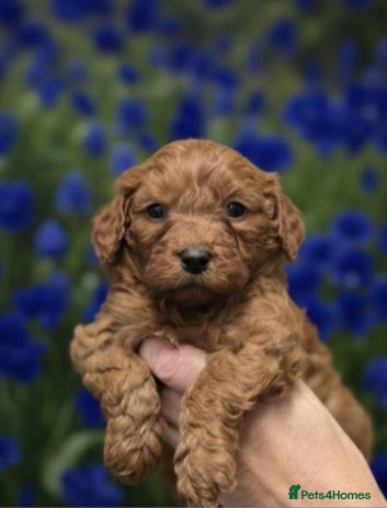 Cavapoo dogs - Advert 8