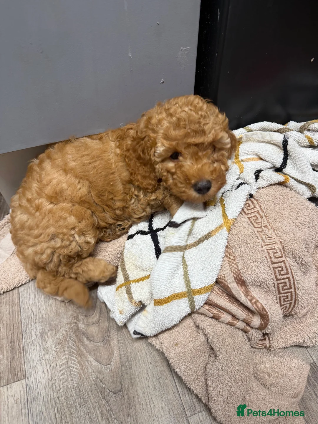 Standard Poodle dogs for sale: Female poodle for sale  - Advert 7